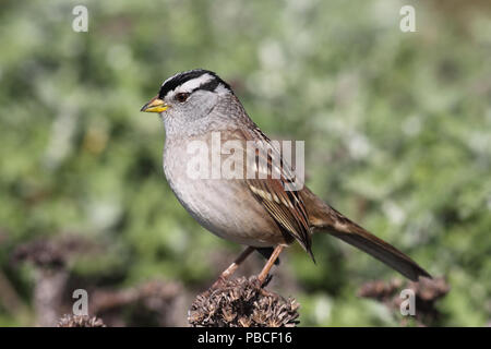 Weiß - gekrönte Spatz Dezember 9th, 2011 Sutro-bäder, San Francisco, CA Canon 50D, 400 5.6L Stockfoto