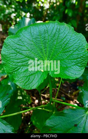 Stromkreis Nandroya fällt, Atherton Tablelands, QLD, Australien Stockfoto