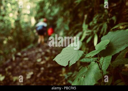 Stromkreis Nandroya fällt, Atherton Tablelands, QLD, Australien Stockfoto