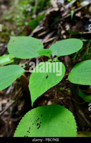 Stromkreis Nandroya fällt, Atherton Tablelands, QLD, Australien Stockfoto