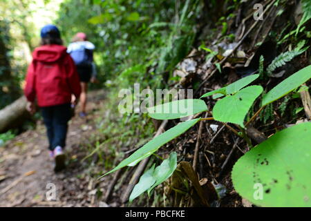 Stromkreis Nandroya fällt, Atherton Tablelands, QLD, Australien Stockfoto