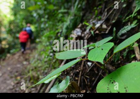 Stromkreis Nandroya fällt, Atherton Tablelands, QLD, Australien Stockfoto