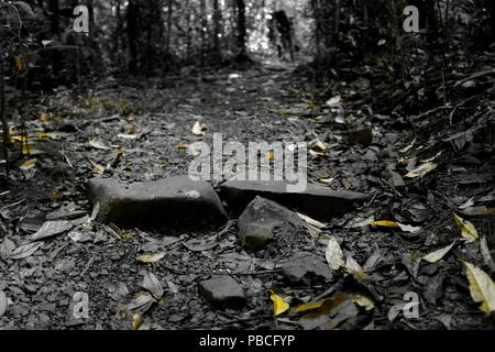 Stromkreis Nandroya fällt, Atherton Tablelands, QLD, Australien Stockfoto