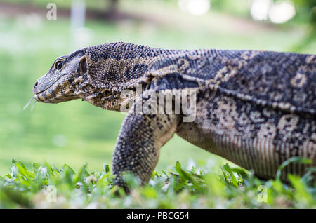 Alligator-großer Riese Monitor Lizard AKA Wassermonitore in Wildschutzgebiet im Lumphini Park, Bangkok, Thailand Stockfoto