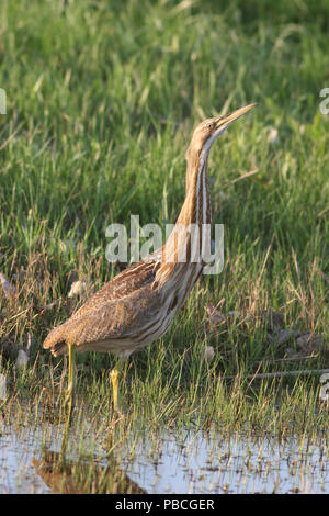 Amerikanische Rohrdommel Mai 2nd, 2006 Atkins Slough in der Nähe von Kaffee, Lincoln County, South Dakota Stockfoto