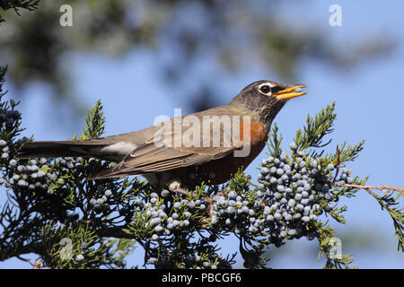 American Robin Oktober 11th, 2010 Newton Hills State Park, South Dakota Canon 50D, 400 5.6L Stockfoto