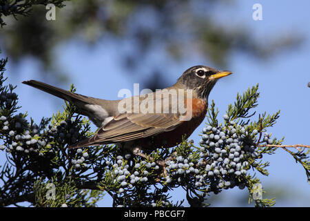 American Robin Oktober 11th, 2010 Newton Hills State Park, South Dakota Canon 50D, 400 5.6L Stockfoto