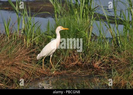 Kuhreiher - 23. Juni 2005 -- Lexington, Virginia Stockfoto