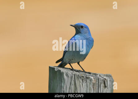 Mountain Bluebird Mai 25th, 2008 Custer State Park, South Dakota Stockfoto