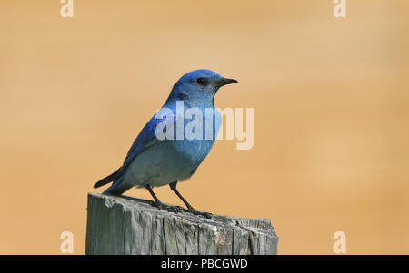 Mountain Bluebird Mai 25th, 2008 Custer State Park, South Dakota Stockfoto