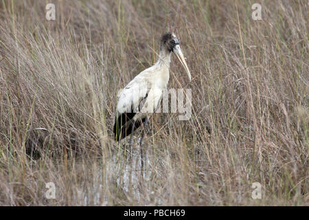 Holz Stork Dezember 12th, 2012 der Everglades National Park, Florida Stockfoto