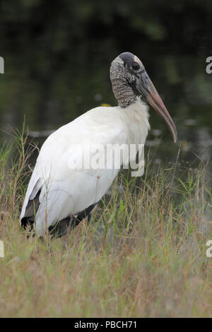 Holz Stork Dezember 12th, 2012 Big Cypress National Reserve Stockfoto