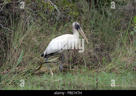 Holz Stork Dezember 12th, 2012 Big Cypress National Reserve Stockfoto