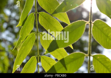 Blätter Stockfoto