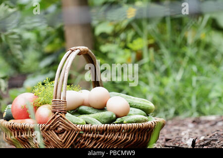 Ein Korb mit frisch geernteten Zutaten aus dem eigenen Garten und Eier von der Coop gefüllt. Tomaten, Dill, Zucchini und Gurken. Extrem geringer Tiefe o Stockfoto