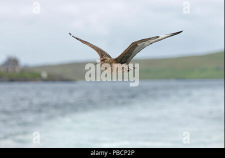 Nach great Skua (Catharacta skua) im Flug über das Meer in der Nähe von Noss, Shetland Stockfoto