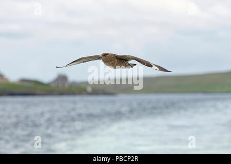 Nach great Skua (Catharacta skua) im Flug über das Meer in der Nähe von Noss, Shetland Stockfoto