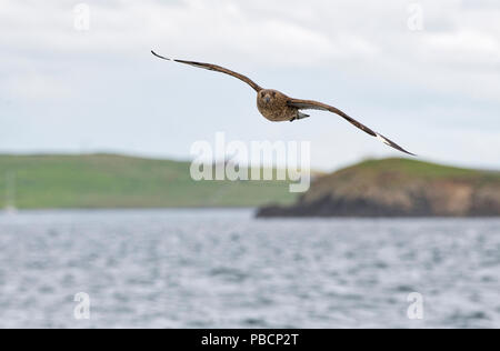 Nach great Skua (Catharacta skua) im Flug über das Meer in der Nähe von Noss, Shetland Stockfoto