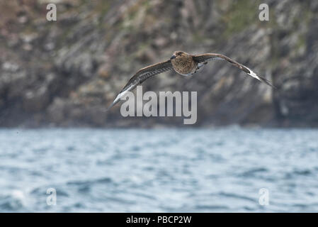 Nach great Skua (Catharacta skua) im Flug über das Meer in der Nähe von Noss, Shetland Stockfoto