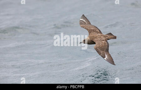 Nach great Skua (Catharacta skua) im Flug über das Meer in der Nähe von Noss, Shetland Stockfoto