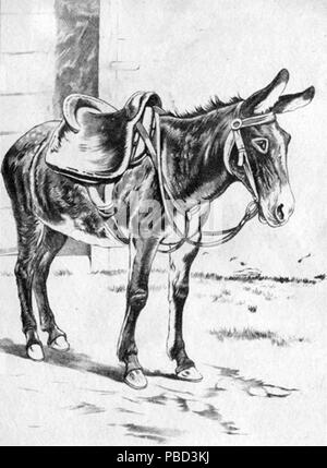 . (Nach reusableart Anfrage gelöscht.). ca. 1880 1283 sattelte Mule Stockfoto