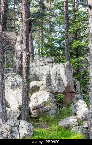 Granit Rock Fairy Tail Formationen im Kiefernwald in der Atoluka Region in Rhodopen Gebirge, Bulgarien in der Nähe der Stadt Bratzigovo Stockfoto