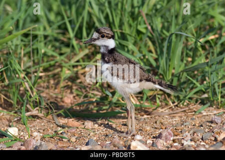 Junge Killdeer (Charadrius vociferus) Stockfoto