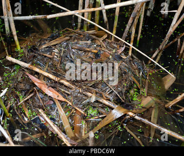 Schwimmende Nest von Little Grebe,Tachybaptus ruficollis, auch bekannt als Dabchick, Walthamstow Reservoirs, Britische Inseln Stockfoto