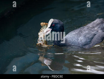 Eurasischen Blässhuhn, auch bekannt als gemeinsame Blässhuhn (Fulica atra), Holding ein Signal crayfish (Pacifastacus leniusculus), Regents Park, London, Vereinigtes Königreich Stockfoto