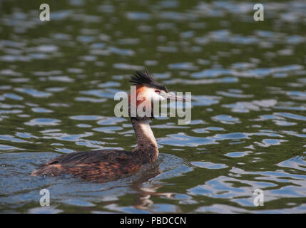 Erwachsene männliche Haubentaucher (Podiceps cristatus), Walthamstow Stauseen, London, Großbritannien, Britische Inseln Stockfoto