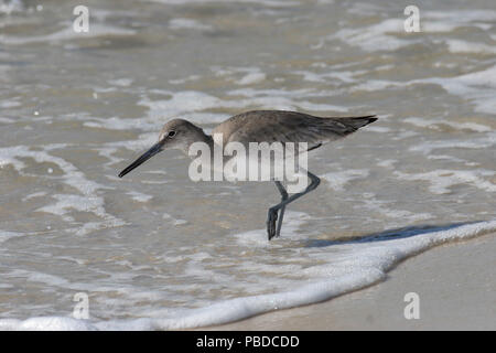 Willet (Tringa semipalmata) Februar 14th, 2008 Bon Secour National Wildlife Refuge, Alabama Stockfoto