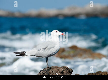 Audouin's Gull, (Ichthyaetus audouinii), Ibiza, Balearen, Mittelmeer, Spanien, Europa Stockfoto