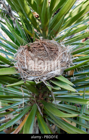 Nest der Blaumerle (Monticola solitarius), Ibiza, Balearen, Mittelmeer, Spanien Stockfoto