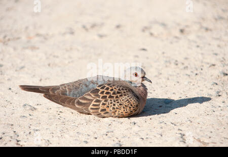 Erwachsene Europäische Turteltaube (Streptopelia turtur), Ibiza, Balearen, Mittelmeer, Spanien Stockfoto