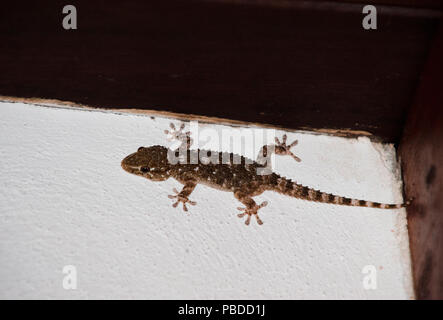 Maurischen Wand Gecko, (Tarentola mauritanica), auch bekannt als gemeinsame Wall Gecko, jagen Insekten auf der Wand, Ibiza, Balearen, Spanien Stockfoto