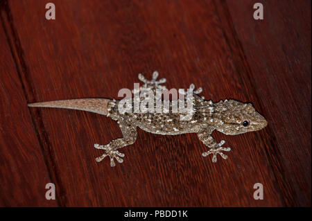 Maurischen Wand Gecko, (Tarentola mauritanica), auch bekannt als gemeinsame Wall Gecko, jagen Insekten auf der Wand, Ibiza, Balearen, Spanien Stockfoto