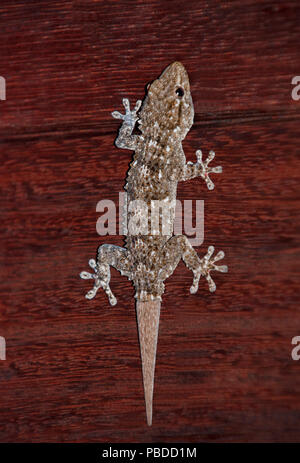 Maurischen Wand Gecko, (Tarentola mauritanica), auch bekannt als gemeinsame Wall Gecko, jagen Insekten auf der Wand, Ibiza, Balearen, Spanien Stockfoto