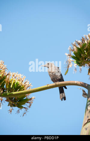 Weibliche Blaumerle (Monticola solitarius), Agave americana Pflanze, Ibiza, Balearen, Mittelmeer, Spanien Stockfoto