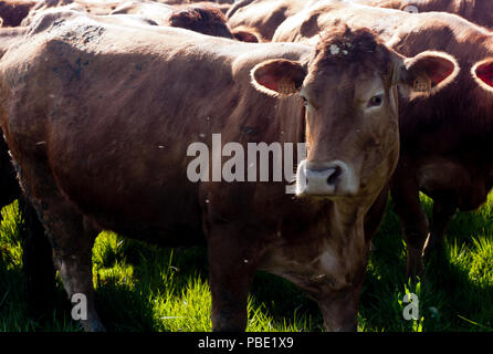 Eine kleine Herde von Rindern in der Nähe des Dörfchen St Martial, in der Gemeinschaft von Varen, Tarn-et-Garonne, Royal, Frankreich im Frühling Nachmittag Sonne. Stockfoto