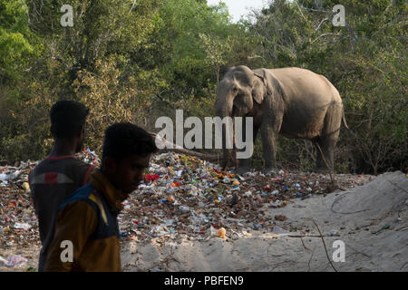 Leute, die sich wilde Elefanten essen aus religiösen Festival Papierkorb haufen Okanda im Nationalpark Kumana, Sri Lanka Stockfoto