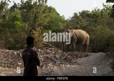 Leute, die sich wilde Elefanten essen aus religiösen Festival Papierkorb haufen Okanda im Nationalpark Kumana, Sri Lanka Stockfoto