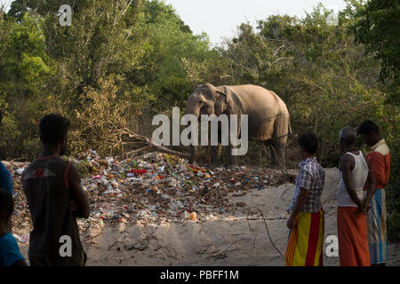 Leute, die sich wilde Elefanten essen aus religiösen Festival Papierkorb haufen Okanda im Nationalpark Kumana, Sri Lanka Stockfoto