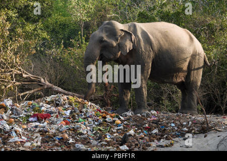 Wilde Elefanten essen aus religiösen Festival Papierkorb haufen Okanda im Nationalpark Kumana, Sri Lanka Stockfoto