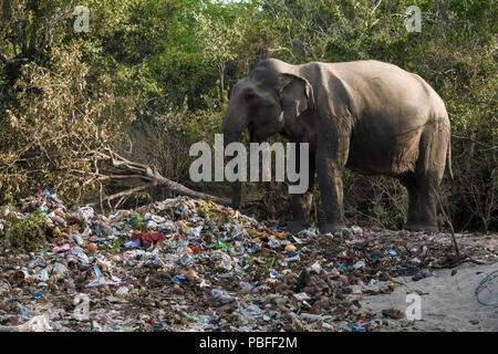 Wilde Elefanten essen aus religiösen Festival Papierkorb haufen Okanda im Nationalpark Kumana, Sri Lanka Stockfoto