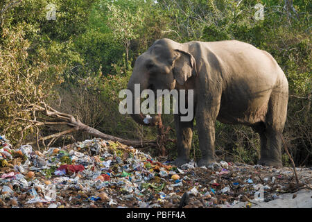 Wilde Elefanten essen aus religiösen Festival Papierkorb haufen Okanda im Nationalpark Kumana, Sri Lanka Stockfoto