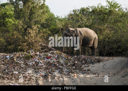 Leute, die sich wilde Elefanten essen aus religiösen Festival Papierkorb haufen Okanda im Nationalpark Kumana, Sri Lanka Stockfoto