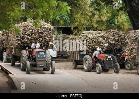 Traktoren Ziehen von Anhängern mit geerntetem Zuckerrohr (Saccharum officinarum) Wäge- und Transportmöglichkeit in Sri Lanka Stockfoto