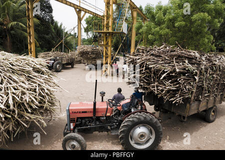 Traktoren Ziehen von Anhängern mit geerntetem Zuckerrohr (Saccharum officinarum) Wäge- und Transportmöglichkeit in Sri Lanka Stockfoto