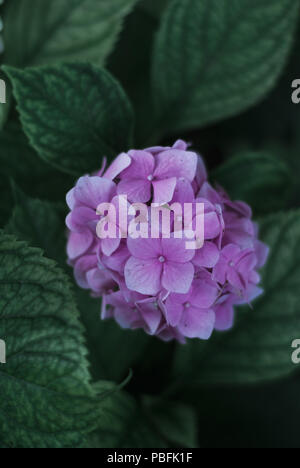 Rosa hortensie Blumen und grüne Blätter, dunkle Tönung. Stockfoto
