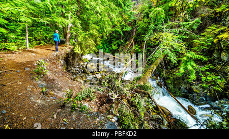 Ältere Frau an Whitecroft fällt, ein Wasserfall an McGillivray Creek und eine kurze Wanderung von Sun Peaks Road in der Nähe der Stadt Whitecroft in BC, Kanada Stockfoto